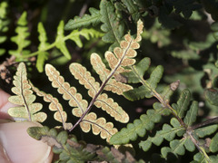 Pentagramma triangularis triangularis