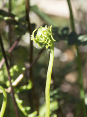 Pentagramma triangularis triangularis