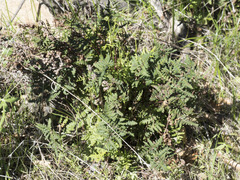 Pentagramma triangularis triangularis