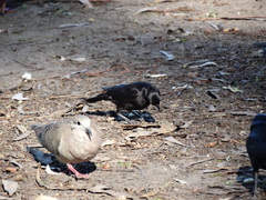 Molothrus rufoaxillaris