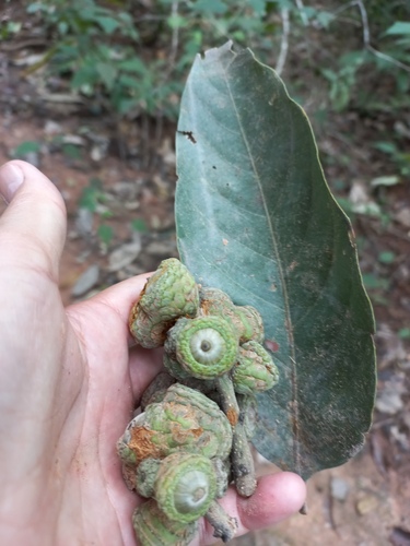 Foto de Lithocarpus truncatus