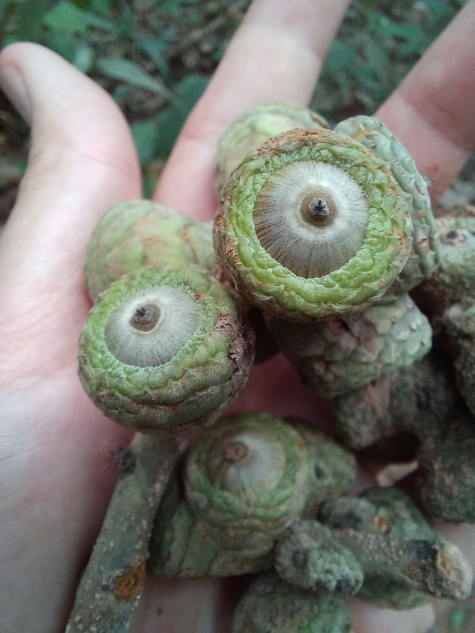 Imagem de Lithocarpus truncatus