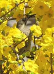 Chalcomitra senegalensis gutturalis
