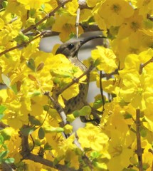 Chalcomitra senegalensis gutturalis