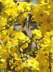 Chalcomitra senegalensis gutturalis