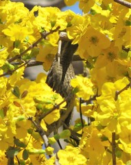 Chalcomitra senegalensis gutturalis