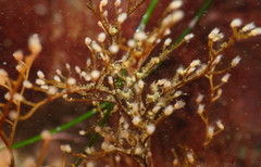 Eudendrium californicum