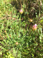 Armeria maritima californica