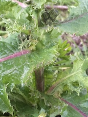 Sonchus asper