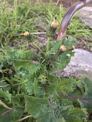 Sonchus asper