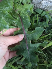 Sonchus asper