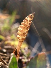 Equisetum arvense