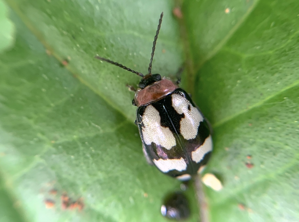 Alagoasa januaria
