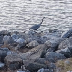 Ardea herodias