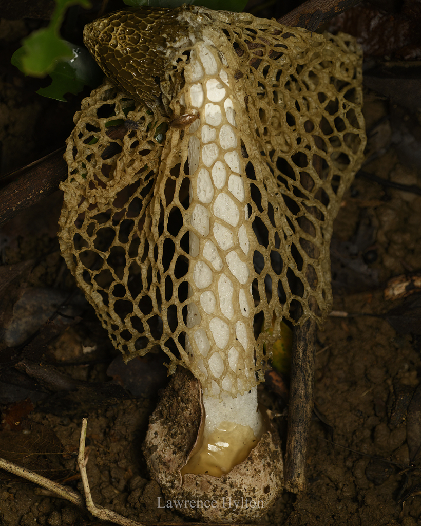 Phallus lutescens · August 2023 · photo: © lawrencehylton (iNaturalist, cc-by)