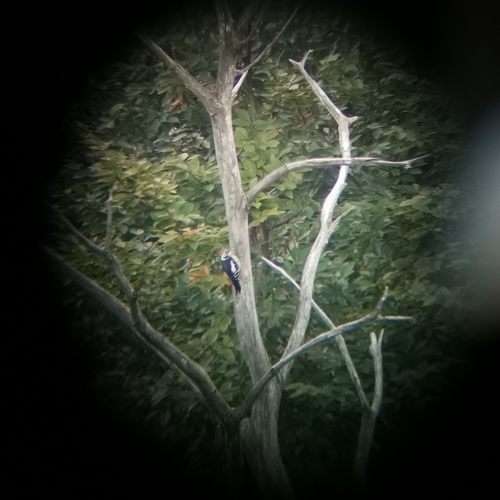 Crvenoglavi djetlić (Dendrocoptes medius)