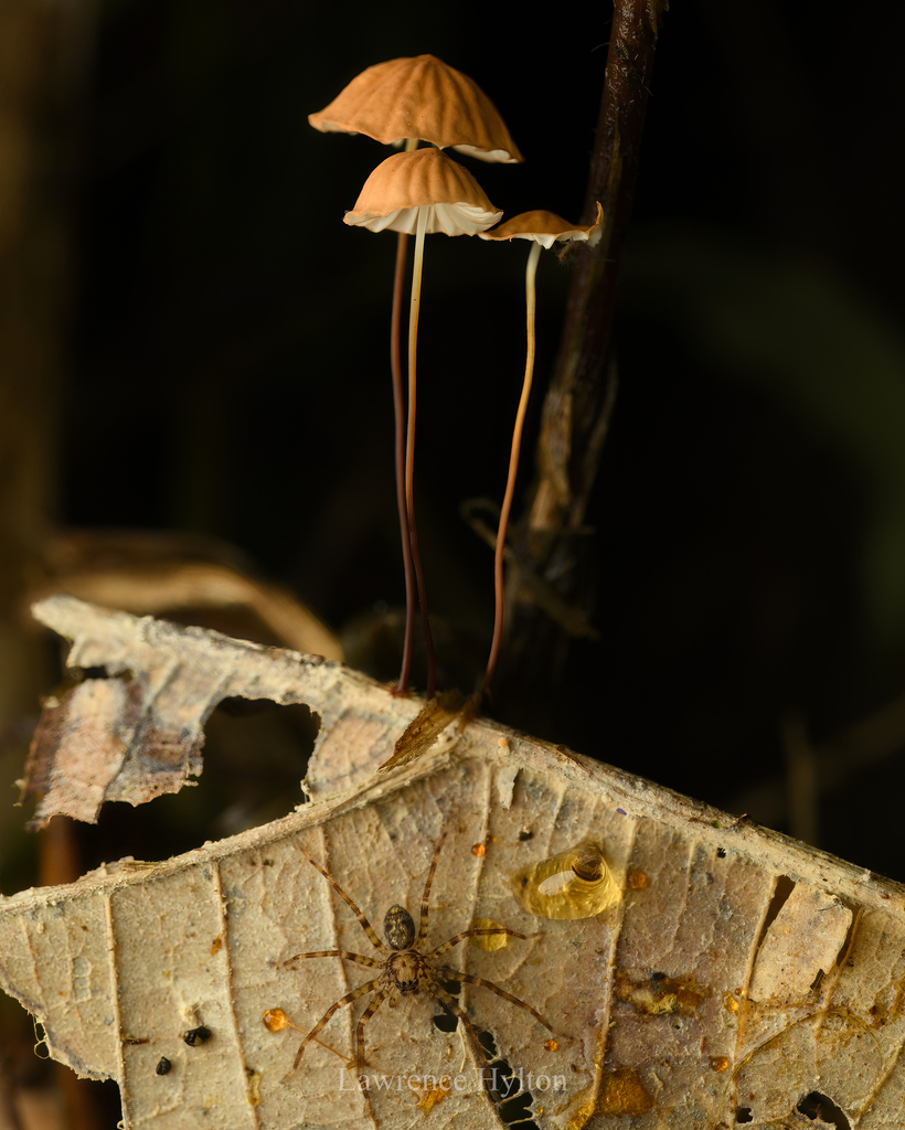 Marasmius siccus · August 2023 · photo: © lawrencehylton (iNaturalist, cc-by)