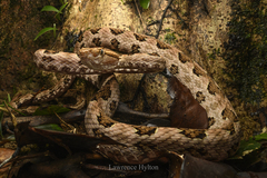 Brown Spotted Pitviper photo 4