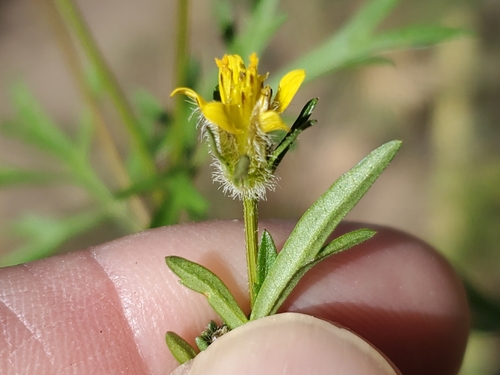 Image of Bidens tenuisecta by no rights reserved
