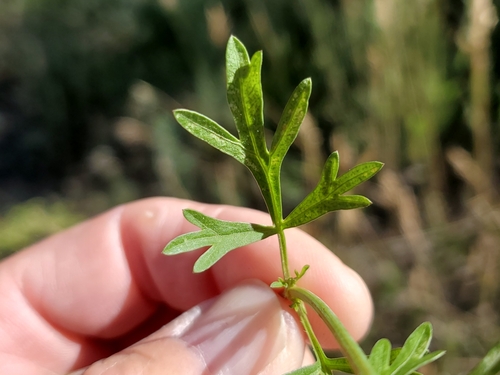 Image of Bidens tenuisecta by no rights reserved