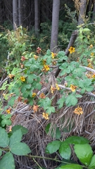 Tropaeolum ciliatum