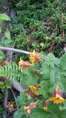 Tropaeolum ciliatum
