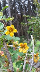 Tropaeolum ciliatum