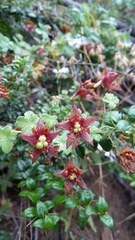 Tropaeolum ciliatum