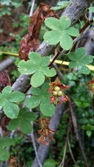 Tropaeolum ciliatum