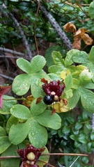 Tropaeolum ciliatum