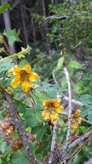 Tropaeolum ciliatum