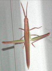 Gelastorhinus rotundatus