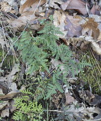 Pentagramma triangularis triangularis