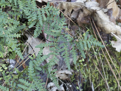 Pentagramma triangularis triangularis