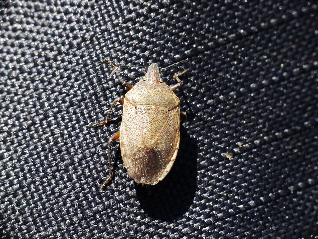 Paramecocephala uruguayensis
