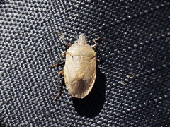 Paramecocephala uruguayensis
