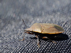 Paramecocephala uruguayensis