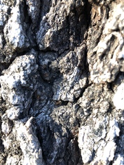 Liometopum occidentale