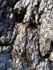Liometopum occidentale