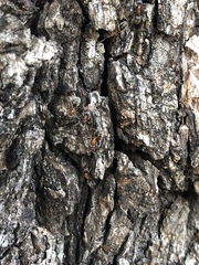 Liometopum occidentale