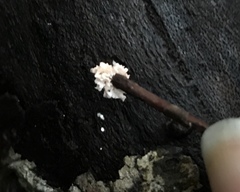 Xylaria flabelliformis