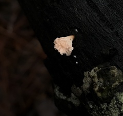 Xylaria flabelliformis