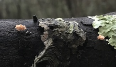 Xylaria flabelliformis