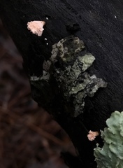 Xylaria flabelliformis