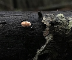 Xylaria flabelliformis