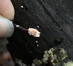 Xylaria flabelliformis