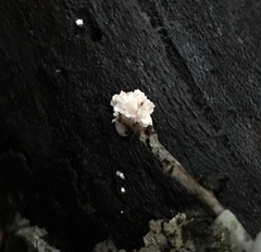 Xylaria flabelliformis