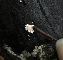 Xylaria flabelliformis