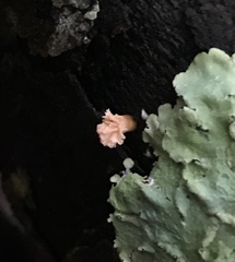 Xylaria flabelliformis