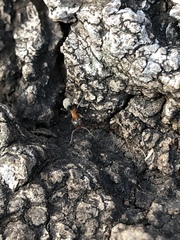 Liometopum occidentale